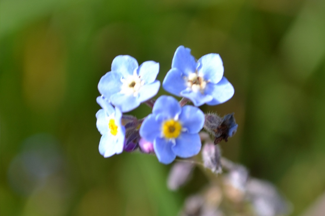 Wild blue flower